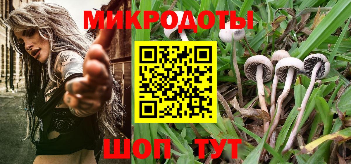 Псилоцибиновые грибы Psilocybine cubensis Заводоуковск